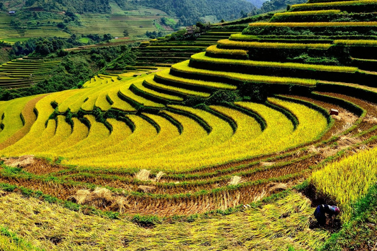 Golden rice fields in Muong Thanh Valley